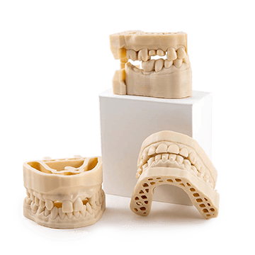DMD-31 beige dental model 3D resin